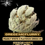 Oreoz McFlurry (Feminized) - Genetix Matter