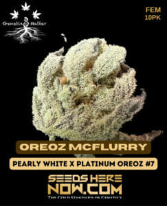 Oreoz Mcflurry (feminized) - Genetix Matter