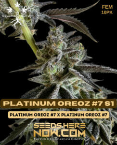 Platinum Oreoz #7 S1 (feminized) - Genetix Matter