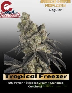Tropical Freezer (Regular) (space) Cannarado Genetics