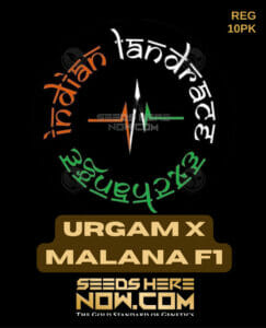 Urgam X Malana (regular) - Indian Landrace Exchange
