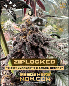 Ziplocked (feminized) - Genetix Matter