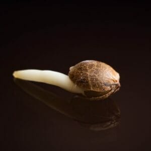 How To Germinate Cannabis Seeds: An In(Space)Depth Guide – How To Germinate Cannabis Seeds: An In(space)Depth Guide