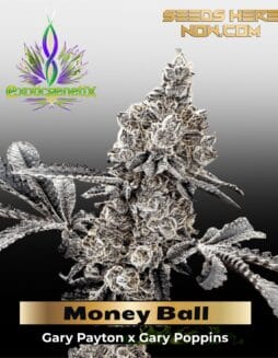 Money Ball (Feminized) (space) Exotic Genetix