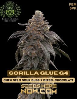 Elite Clone Seed Company - Gorilla Glue #4 {FEM} [5pk]Elite Gorilla Glue G4
