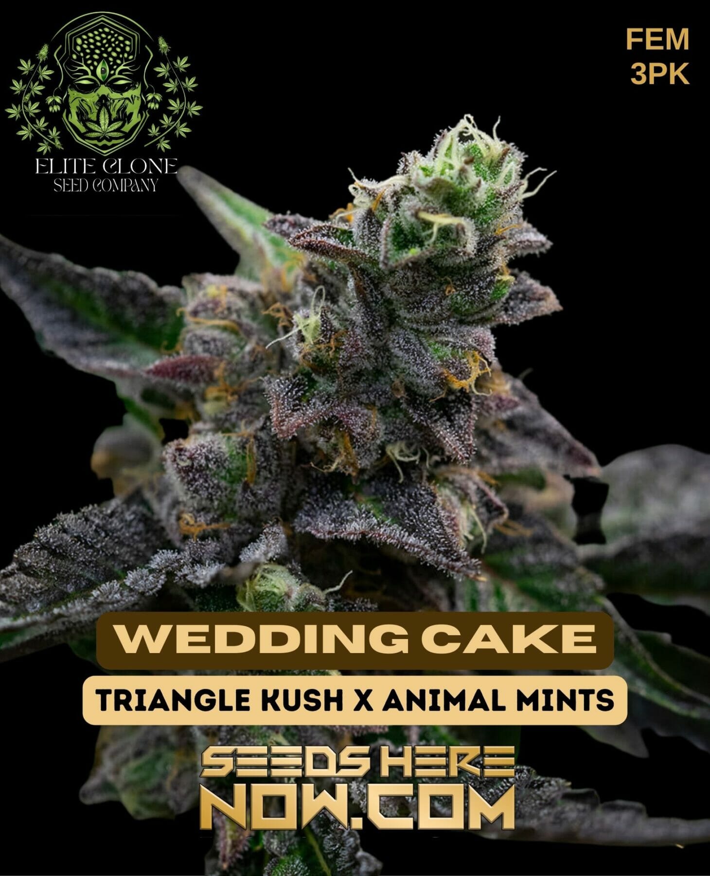 OZ Kush Cake (Sunken Treasure Seeds) :: Cannabis Strain Info