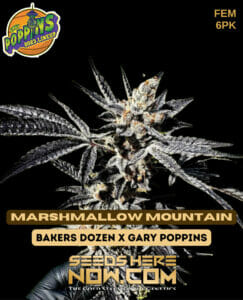 Marshmallow Mountain (feminized) - Exotic Genetix
