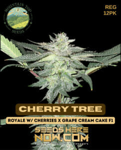 Cherry Tree (regular) - Mountain Top Seeds