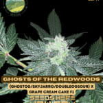 Ghosts of the Redwoods (Regular) - Mountain Top Seeds