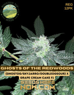 Mountain Top Seeds - Ghosts of the Redwoods {REG} [12pk]MTS Ghosts of the Redwoods