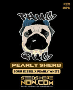 Pearly sherb (regular) - thug pug genetics