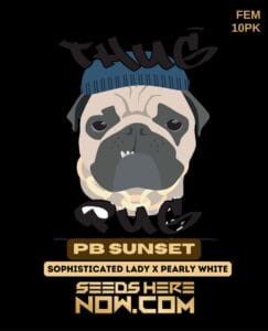 PB Sunset (Feminized) (space) Thug Pug Genetics