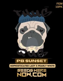 Thug Pug Genetics - PB Sunset {FEM} [10pk]Thug Pug Genetics - PB Sunset {FEM} [10pk]