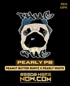 Pearly PB (Regular) (space) Thug Pug Genetics