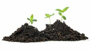 The Best Soil For Growing Cannabis: Achieving The Perfect Harvest – The Best Soil for Growing Cannabis: Achieving the Perfect Harvest