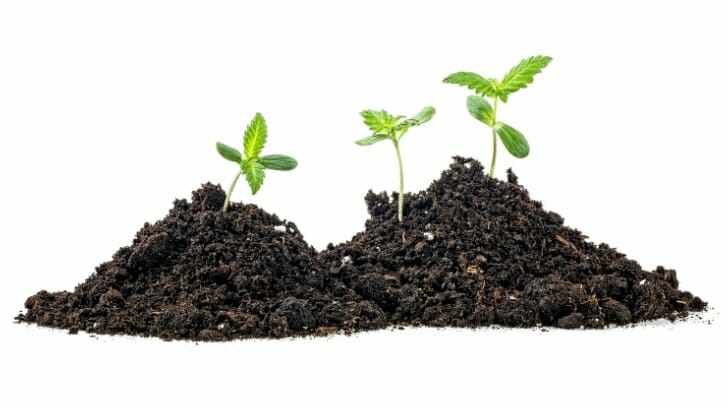 The Best Soil for Growing Cannabis: Achieving the Perfect Harvest