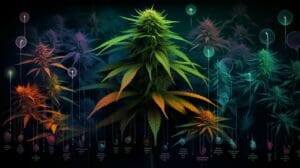 Cannabis Scale Photo