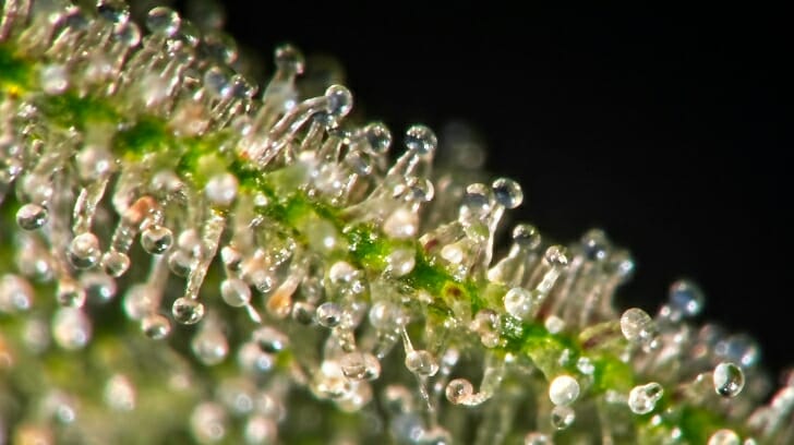 Closeup of Trichomes on Cannabis Flower