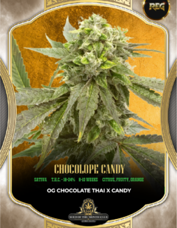 S.O.T.M. - July - Chocolope Candy {REG} [5pk]SOTM Chocolope Candy