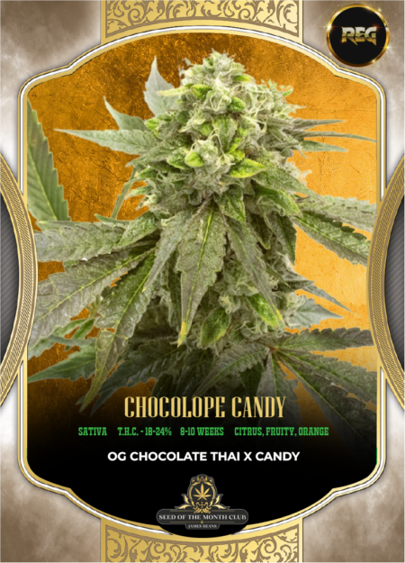 Sotm Chocolope Candy