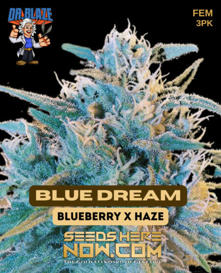 Dr Blaze Blue Dream
