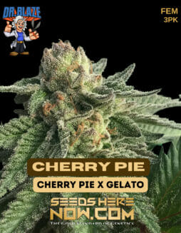 Dr. Blaze - Cherry Pie {FEM} [3pk]dr blaze cherry pie