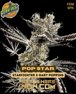 Pop Star (feminized) - Exotic Genetix