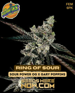 Ring of Sour (feminized) - Exotic Genetix