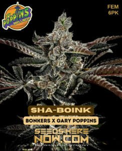 Sha-boink (feminized) - Exotic Genetix