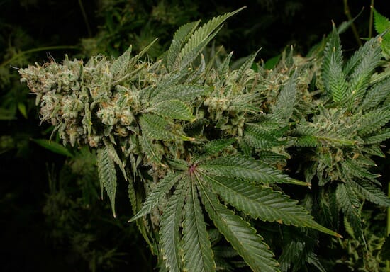 Jet Fuel Cannabis Strain in Flowering