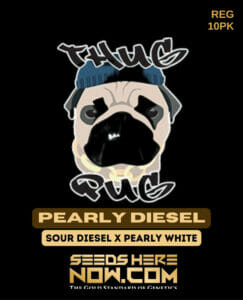 Pearly Diesel (Regular) (space) Thug Pug Genetics
