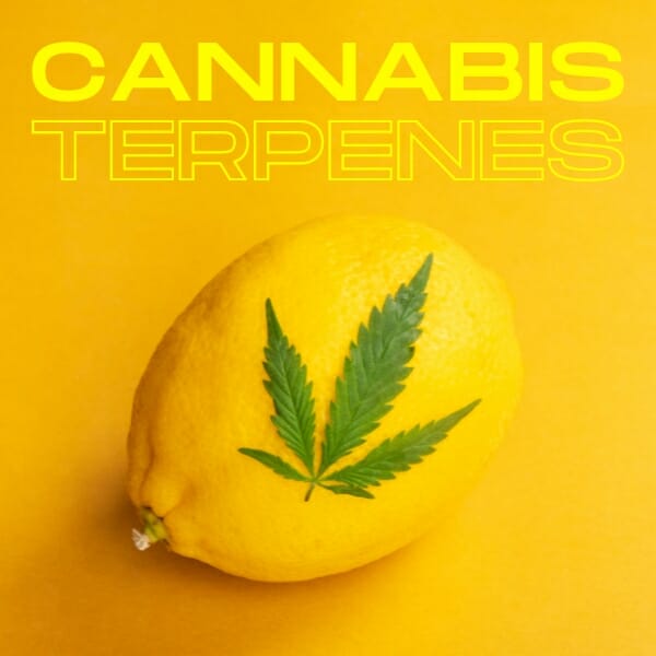 What Are Terpenes? And Why Do I Care?