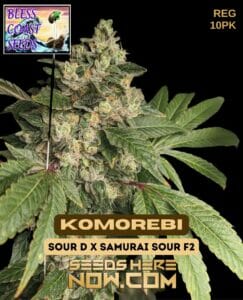 Komorebi (regular) - Bless Coast Seeds