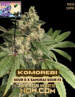 Bless Coast Seeds - Komorebi {REG} [10pk]Bless Coast Komorebi