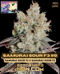 Samurai Sour F3#9 (Regular) - Bless Coast Seeds