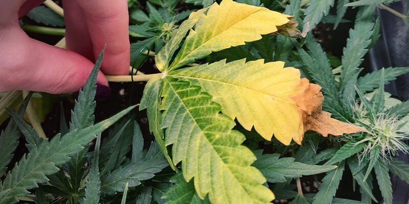 Nitrogen Deficiency in Cannabis