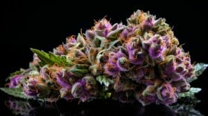 Compound Genetics: High Society Strain Review (Biscotti x Jet Fuel Gelato)