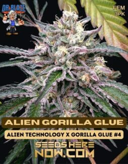 Dr. Blaze - Alien Gorilla Glue {FEM} [3pk]Dr Blaze Alien Gorilla Glue