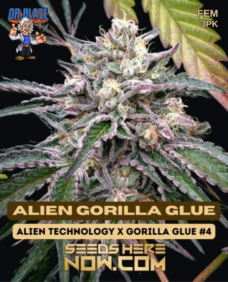 Dr Blaze Alien Gorilla Glue