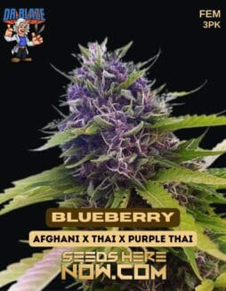 Dr. Blaze - Blueberry {FEM} [3pk]Dr Blaze Blueberry 3pk
