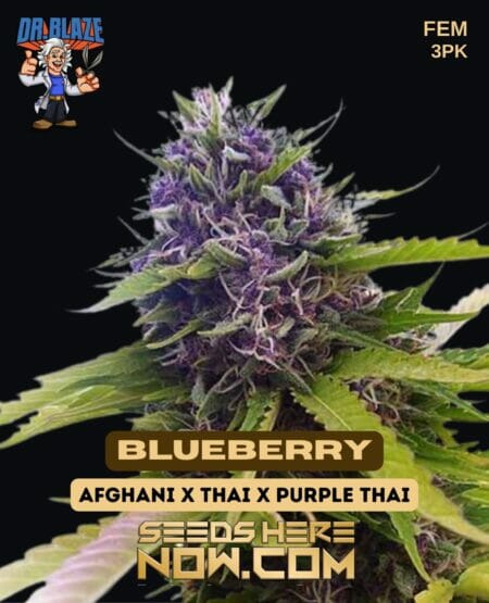 Dr Blaze Blueberry 3pk