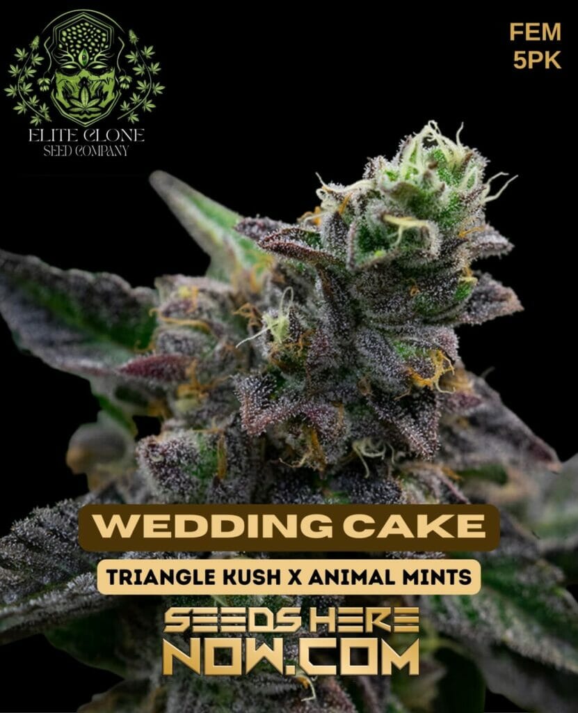Elite Clone Seed Company Wedding Cake {FEM} [5pk] Wedding Cake
