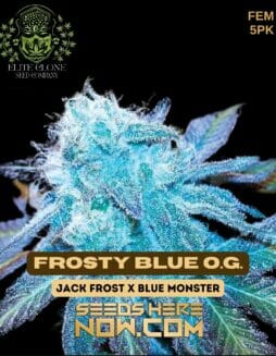 Elite Clone Seed Company - Frosty Blue O.G. {FEM}Elite Clone Frosty Blue O.G.