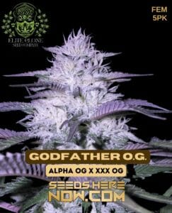 Godfather Og S1 (feminized) - Elite Clone Seed Company