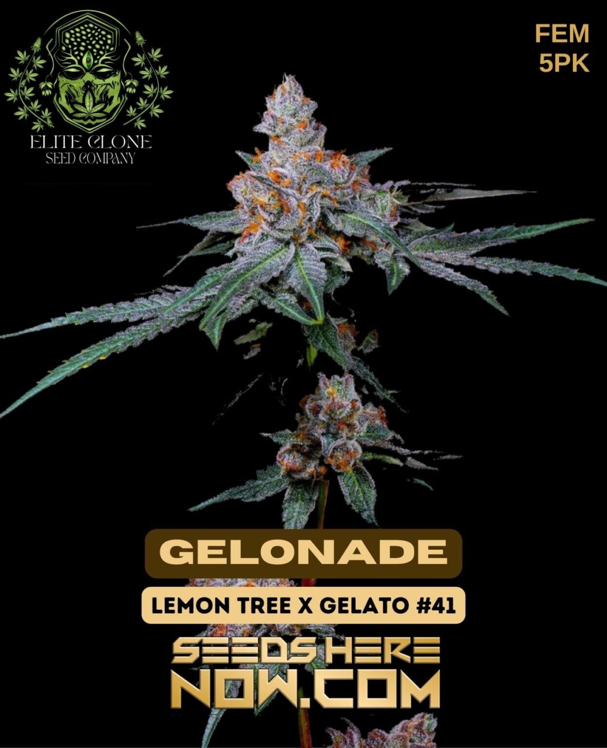 Elite Clone Seed Company Gelonade Weed Strain {FEM} [5pk] Seeds