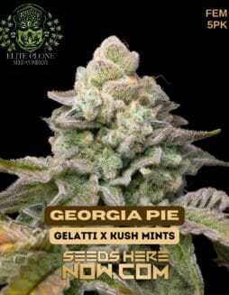 Elite Clone Seed Company - Georgia Pie {FEM} [5pk]Elite Georgia Pie