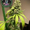 G-rind - dominion seed company
