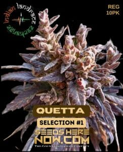 Quetta Selection #1 (Regular) (space) Indian Landrace Exchange