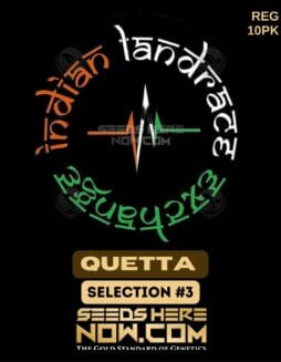 Indian Landrace Exchange - Quetta Selection #3 {REG} [10pk]IRL Quetta 3