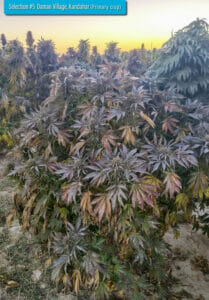 Daman Village, Kandahar Section #5 (primary crop) (Regular) (space) Indian Landrace Exchange